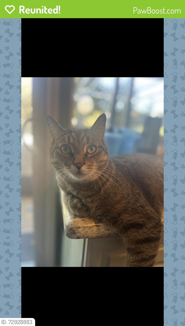 Reunited Male Cat last seen Avery Place & Avery Lane, The Colony, TX 75056