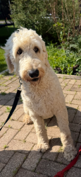 Reunited Male Dog last seen Diehl Rd (1840 Center Point Circle), Naperville, IL 60563