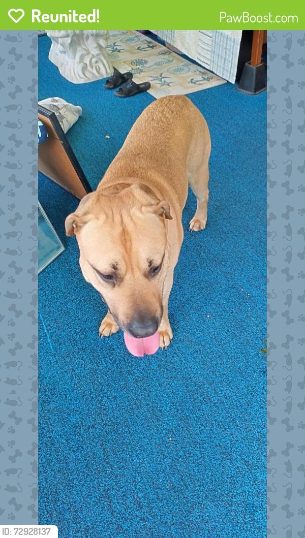 Reunited Male Dog last seen Range Rd and Atkins , St. Clair County, MI 48060