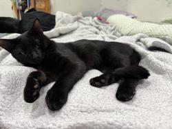 Reunited Male Cat last seen Near Circuit Ave E, Worcester, MA 01603, USA, Worcester, MA 01603