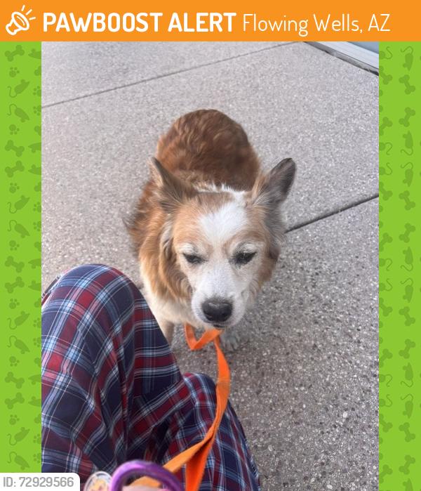 Found/Stray Male Dog last seen Near Sporting Chance on Curtis and La Cholla, Flowing Wells, AZ 85705