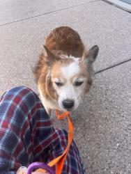 Found/Stray Male Dog last seen Near Sporting Chance on Curtis and La Cholla, Flowing Wells, AZ 85705