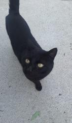 Found/Stray Male Cat last seen 10 Mile & Kelly rd, Roseville, MI 48066