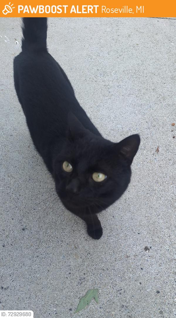 Found/Stray Male Cat last seen 10 Mile & Kelly rd, Roseville, MI 48066