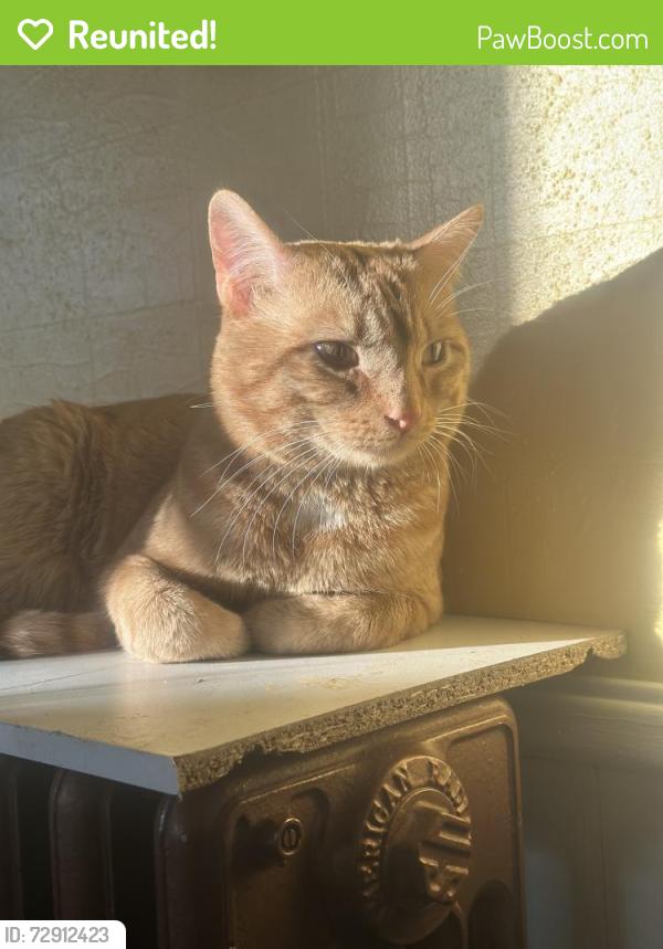 Reunited Male Cat last seen Highway 10, Reedsville, WI 54230