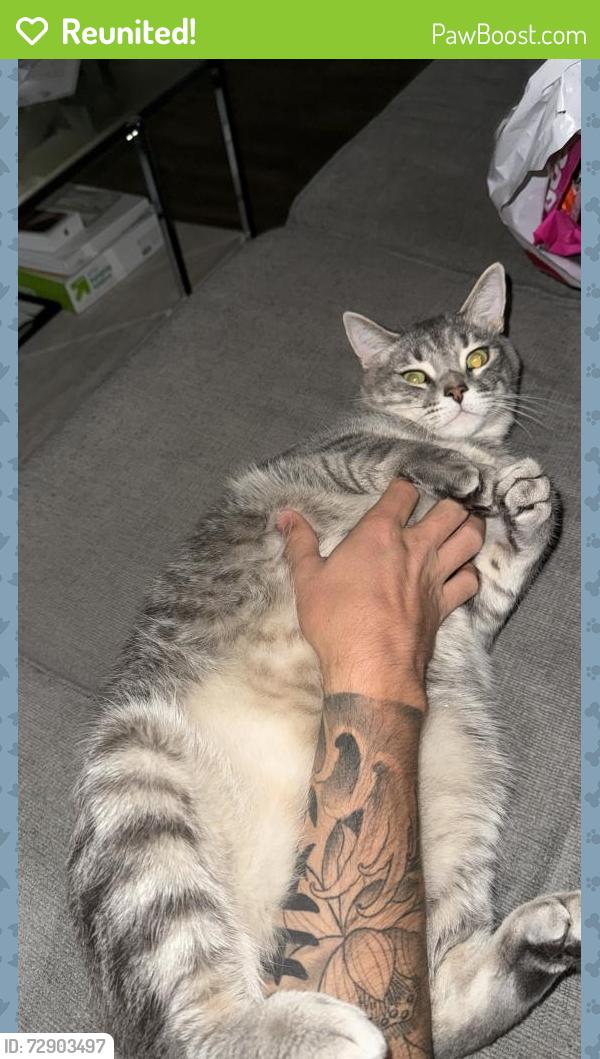 Reunited Male Cat last seen Bourbon Ct, Mountain View, CA 94041
