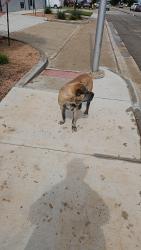 Reunited Male Dog last seen Liddon Ave and Big Spring St, Midland, TX 79705