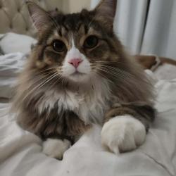 Lost Male Cat last seen Arlington and Percy, Ottawa, ON K1R 6G2