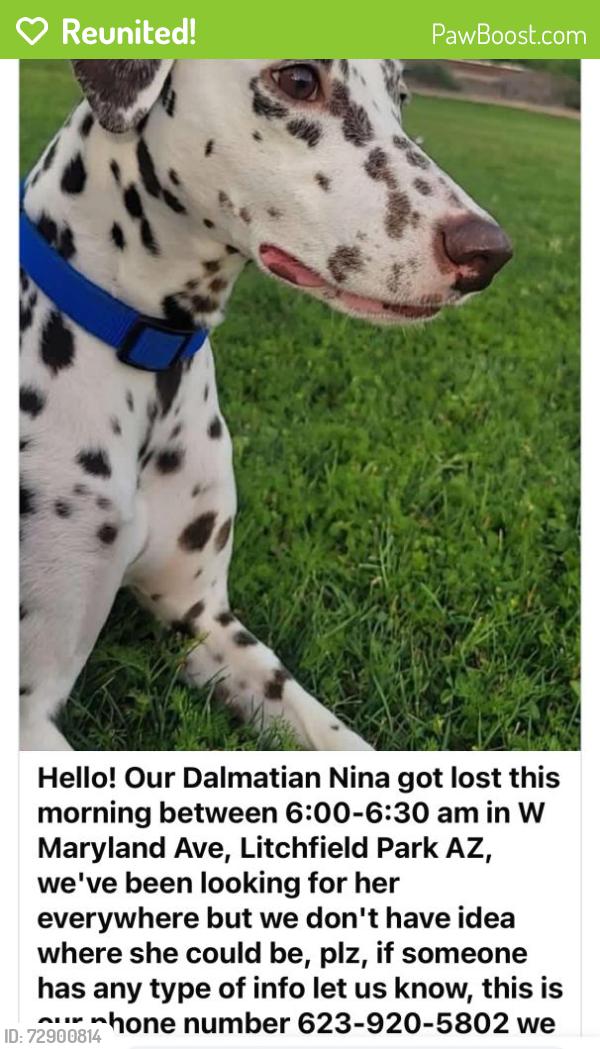 Reunited Female Dog last seen Hole #14 at the wigwam golf course gold course gold course, Litchfield Park, AZ 85340