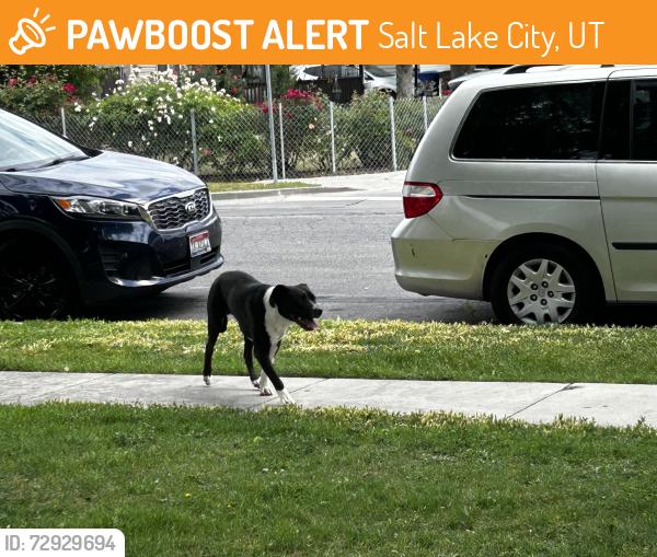 Found/Stray Unknown Dog last seen Meadows Park, Salt Lake City, UT 84116