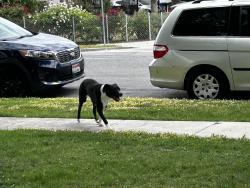 Found/Stray Unknown Dog last seen Meadows Park, Salt Lake City, UT 84116