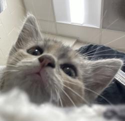 Shelter Stray Female Cat last seen Near S Anza Street, El Cajon, CA, 92020, El Cajon, CA 92020