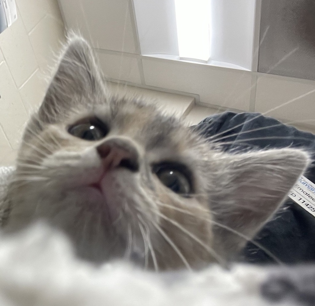 Shelter Stray Female Cat last seen Near S Anza Street, El Cajon, CA, 92020, El Cajon, CA 92020