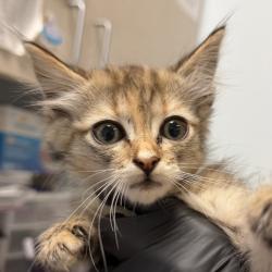 Shelter Stray Female Cat last seen Near National Avenue, San Diego, CA, 92113, San Diego, CA 92110