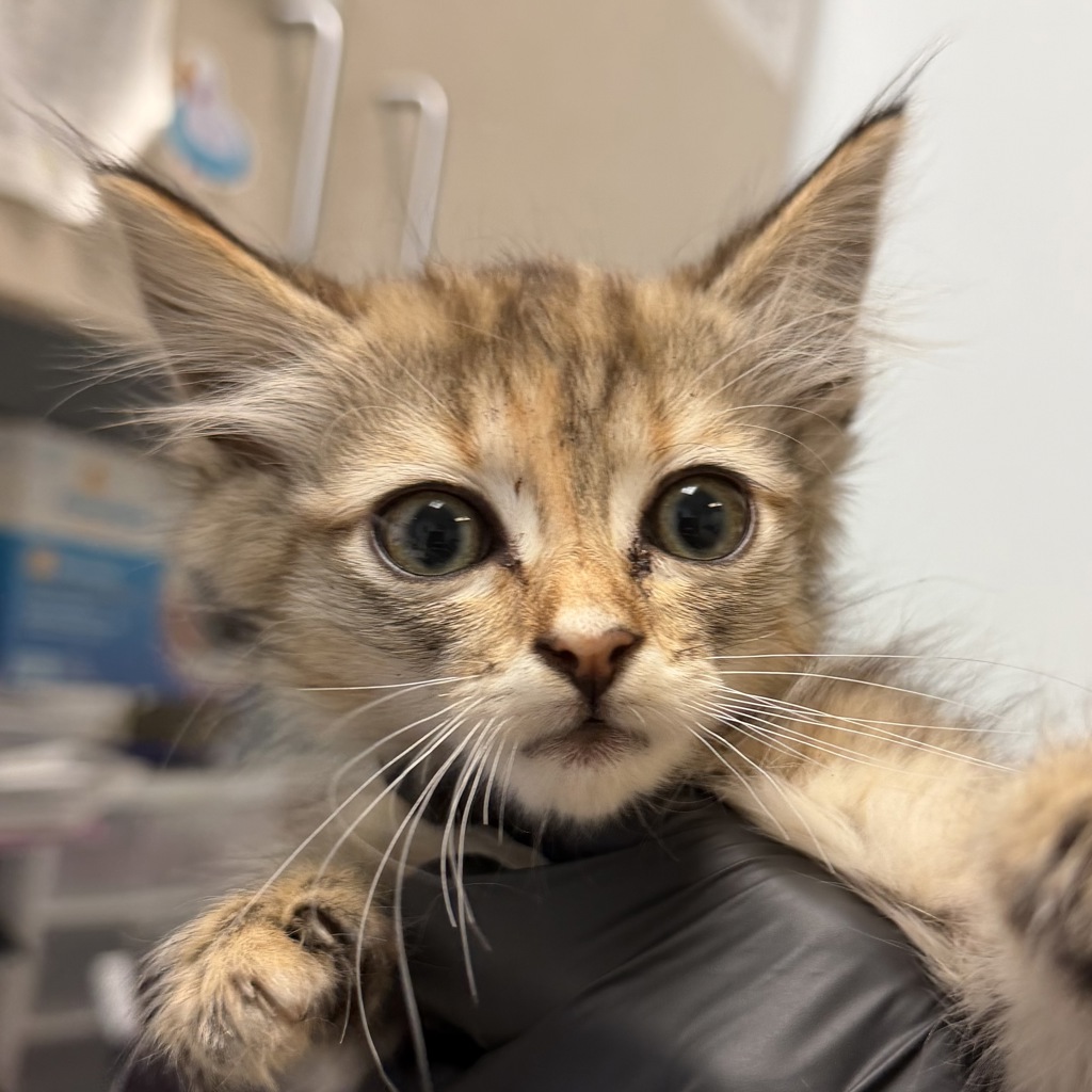 Shelter Stray Female Cat last seen Near National Avenue, San Diego, CA, 92113, San Diego, CA 92110