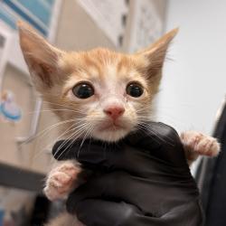 Shelter Stray Male Cat last seen Near National Avenue, San Diego, CA, 92113, San Diego, CA 92110
