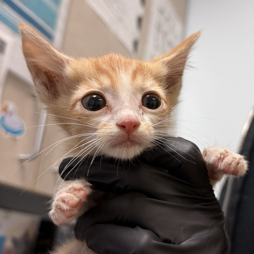 Shelter Stray Male Cat last seen Near National Avenue, San Diego, CA, 92113, San Diego, CA 92110