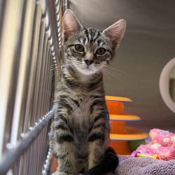 Shelter Stray Female Cat last seen Sirocco Lane, San Diego, CA, 92120, San Diego, CA 92110