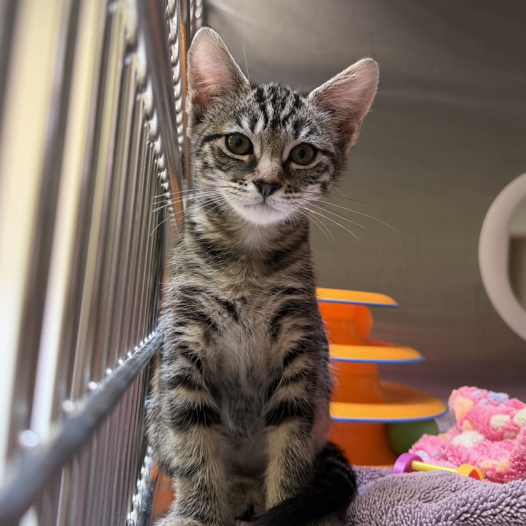 Shelter Stray Female Cat last seen Sirocco Lane, San Diego, CA, 92120, San Diego, CA 92110