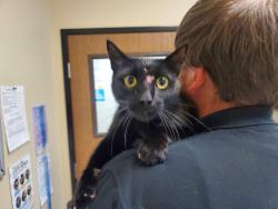 Shelter Stray Male Cat last seen Near Mar Vista Drive, Vista, CA, 92083, Oceanside, CA 92058