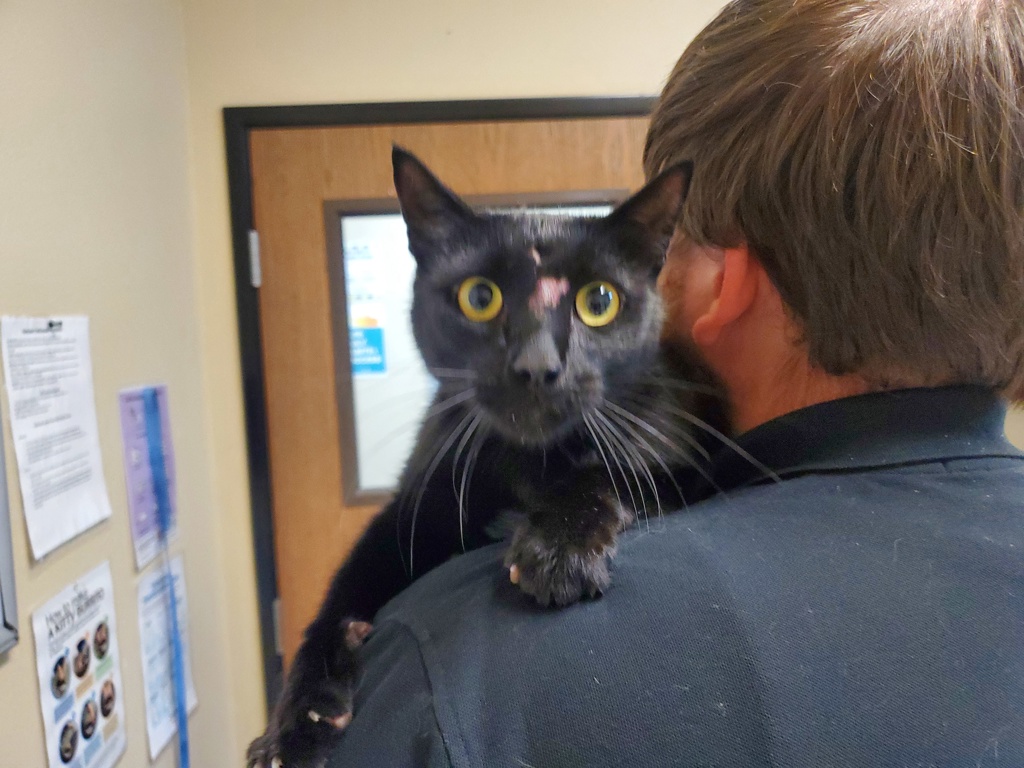 Shelter Stray Male Cat last seen Near Mar Vista Drive, Vista, CA, 92083, Oceanside, CA 92058