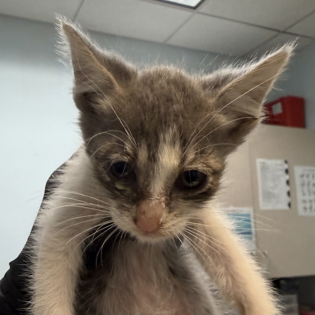 Shelter Stray Female Cat last seen Near Palm Avenue, Imperial Beach, CA, 91932, San Diego, CA 92110
