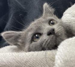 Shelter Stray Female Cat last seen Near S Anza Street, El Cajon, CA, 92020, El Cajon, CA 92020