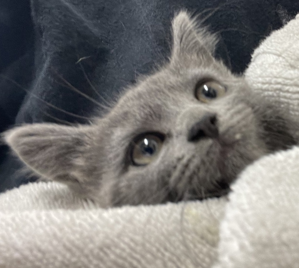 Shelter Stray Female Cat last seen Near S Anza Street, El Cajon, CA, 92020, El Cajon, CA 92020