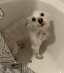 Shelter Stray Male Dog last seen NE MLK / NE Fargo, OR, Troutdale, OR 97060