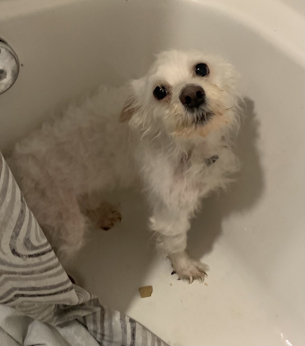 Shelter Stray Male Dog last seen NE MLK / NE Fargo, OR, Troutdale, OR 97060
