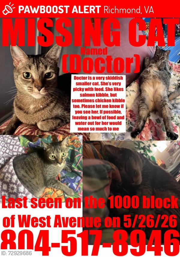 Lost Female Cat last seen Harrison & West Avenue, lives on Park Avenue, Richmond, VA 23220