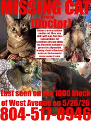 Lost Female Cat last seen Harrison & West Avenue, lives on Park Avenue , Richmond, VA 23220