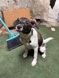 Reunited Female Dog last seen Near Tusculum rd , Nashville, TN 37211