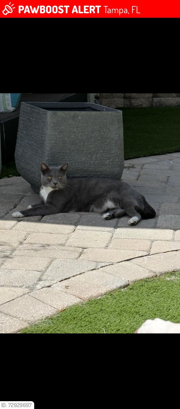 Lost Male Cat last seen Turtle Creek Neighborhood , Tampa, FL 33625