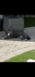 Lost Male Cat last seen Turtle Creek Neighborhood , Tampa, FL 33625