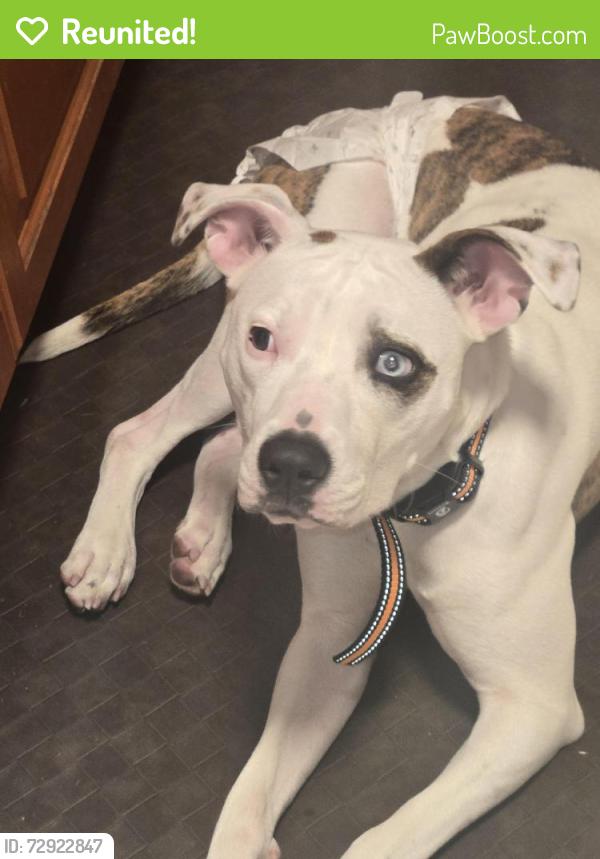 Reunited Female Dog last seen Coolidge St & N 70th Terr., Hollywood, FL 33024