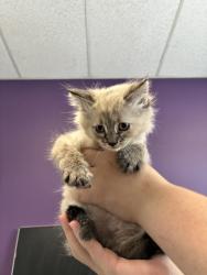Shelter Stray Female Cat last seen Near N Cornell Street, SALT LAKE CITY, UT, 84116, Taylorsville, UT 84123
