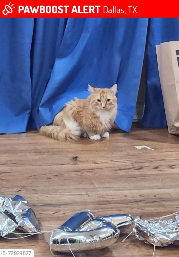 Lost Male Cat last seen Cotillion Dr and Maylee blvd, Dallas, TX 75228