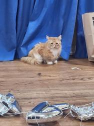 Lost Male Cat last seen Cotillion Dr and Maylee blvd, Dallas, TX 75228