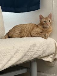 Reunited Male Cat last seen Washington Pl. and Matteson Ave., Los Angeles, CA 90066
