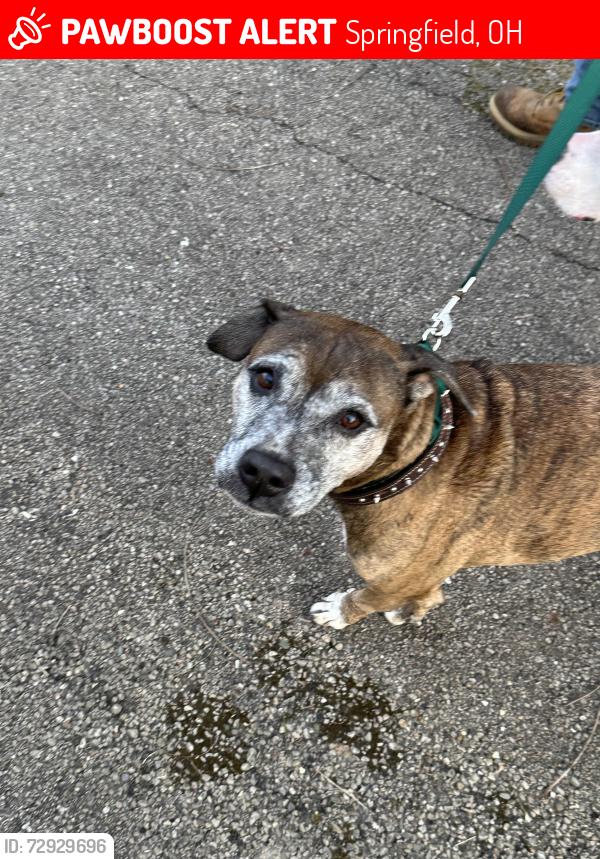Lost Female Dog last seen Middle Urbana and Willow Road, Springfield, OH 45502