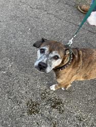 Lost Female Dog last seen Middle Urbana and Willow Road, Springfield, OH 45502
