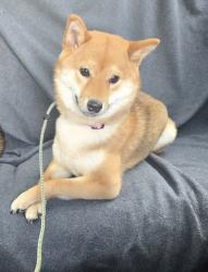 Reunited Female Dog last seen Near The Bridle Walk, Markham, ON L6C 2X1, Markham, ON 