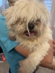 Reunited Female Dog last seen Teel and First, Prosper, TX 75078