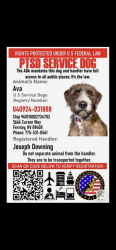 Lost Female Dog last seen Near carson way fernley, Fernley, NV 89408