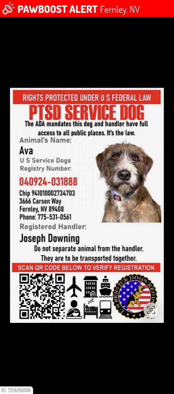 Lost Female Dog last seen Near carson way fernley, Fernley, NV 89408