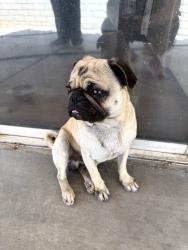 Found/Stray Male Dog last seen Moonglow ln, Victorville, CA 92394