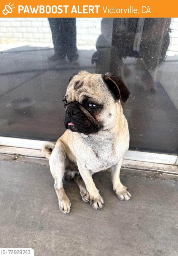 Found/Stray Male Dog last seen Moonglow ln, Victorville, CA 92394