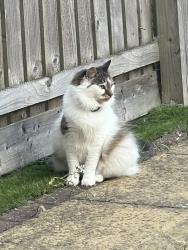 Reunited Female Cat last seen Langley Moor , Langley Moor, England DH7 8XZ