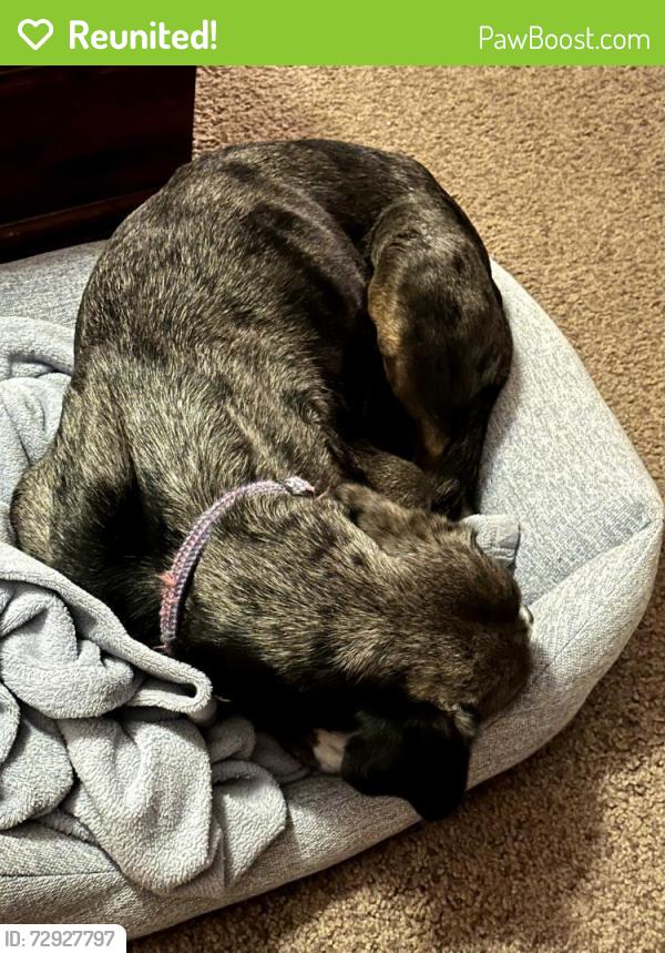Reunited Female Dog last seen Paseo Cardiel, San Diego, CA 92129